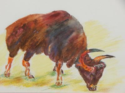 Vivienne Abberley (20thC). Gaur (endangered species)