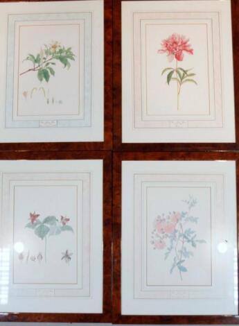 After Bauer. Various botanical prints