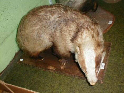 A taxidermy badger, on plinth inscribed Ian Fraser Cold Overton, Oakham