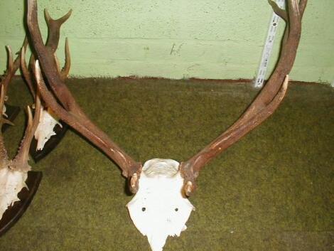 Red deer antlers, inscribed Mar Lodge Sept 89