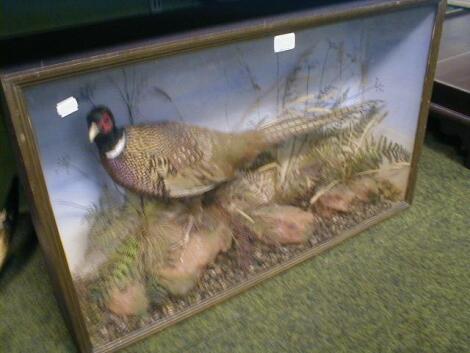 A cased taxidermy pheasant