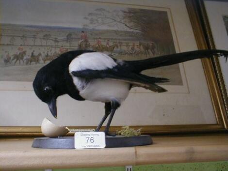 A taxidermy magpie. £30-40