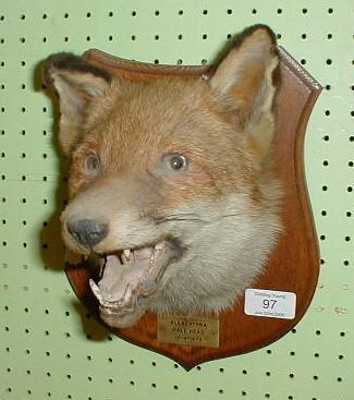 A shield mounted taxidermy fox