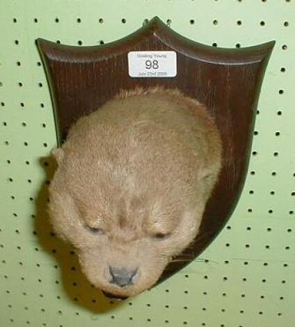 A shield mounted taxidermy otter