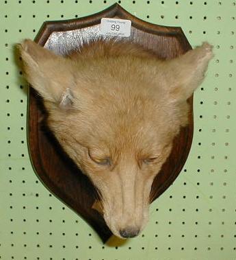 A shield mounted taxidermy fox