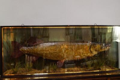 Taxidermy. A Pike