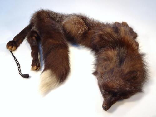 An early 20thC fur fox stole