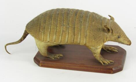 Taxidermy. A stuffed nine banded Armadillo