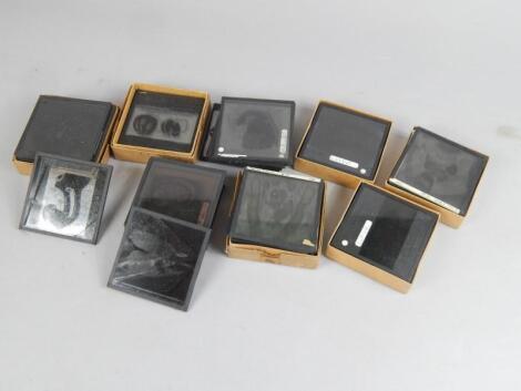 Various glass and anatomical slides