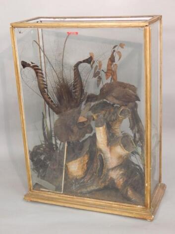 A pair of taxidermied Lyre birds