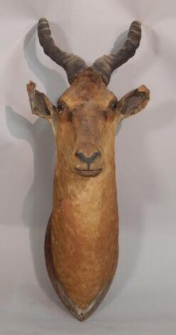 A taxidermied antelope