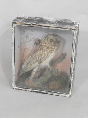 An early 20thC taxidermied owl