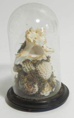 A small Victorian shell ornament