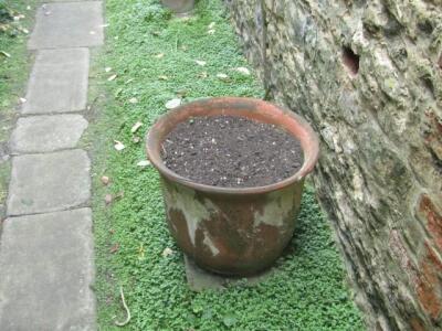 A harlequin group of nine terracotta circular planters