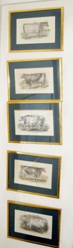 After Henry Strafford and others. Studies of prize cattle