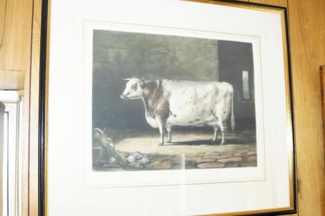 After Percy Forster. Portrait of the Celebrated Short Horned Cow Bracelet