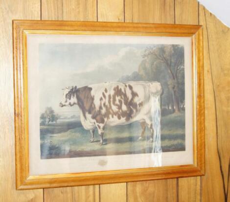 After William Henry Davis. The Everingham Short Horned Prize Cow