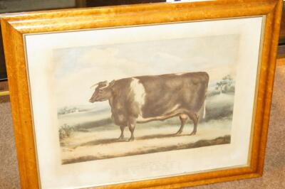 By and After William Henry Davis. Short Horn Ox