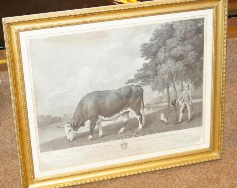 After George Stubbs. The Lincolnshire Ox