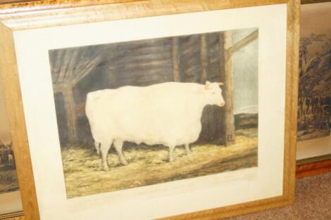 After George Garrard. The Durham White Ox