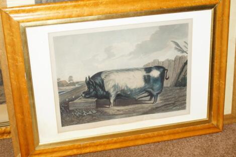 After Edwin Landseer. A British Boar