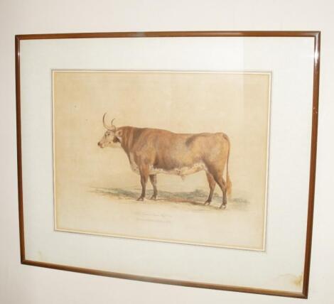 After George Garrard. Holderness Cow; Herefordshire Ox; The Improved Longhorned of Leicestershire;