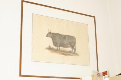 After George Garrard. Holderness Cow; Herefordshire Ox; The Improved Longhorned of Leicestershire; - 4