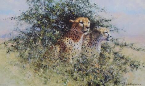 David Shepherd (b.1931). Cheetah