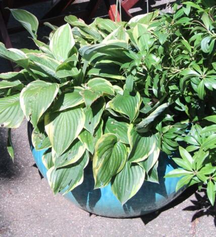 A blue garden pottery flower pot containing a hosta.