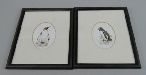 21stC School. Gentica Penguin and Rock Hopper Penguin