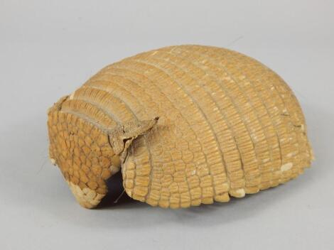 An early 20thC taxidermy armadillo shell