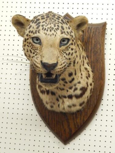 An early 20thC taxidermied head of a leopard