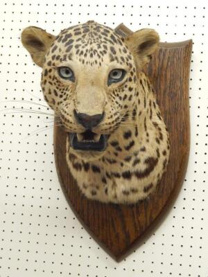 An early 20thC taxidermied head of a leopard