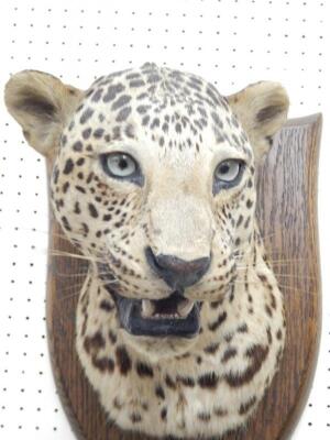 An early 20thC taxidermied head of a leopard - 2