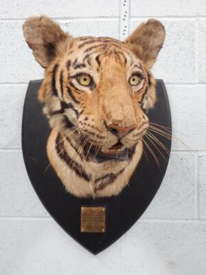 A taxidermied tiger head by Van Ingen Mysore
