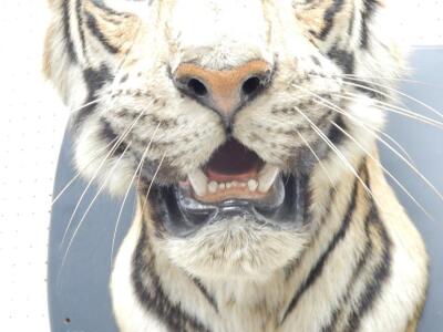 A taxidermied tiger head by Van Ingen Mysore - 3
