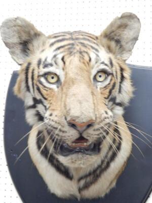 A taxidermied tiger head by Van Ingen Mysore - 4