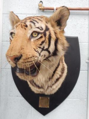 A taxidermied tiger head by Van Ingen and Van Ingen of Mysore.