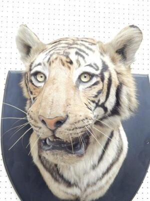 A taxidermied tiger head by Van Ingen and Van Ingen of Mysore. - 5