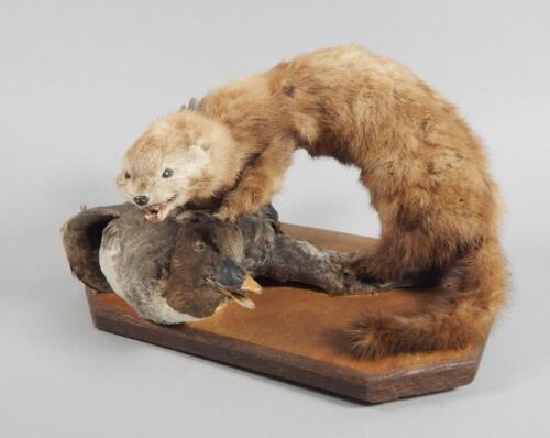 A taxidermy group of a stoat attacking a duck.