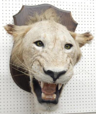 A taxidermied male lions head