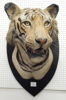 A taxidermied tigers head by Van Ingen and Van Ingen of Mysore