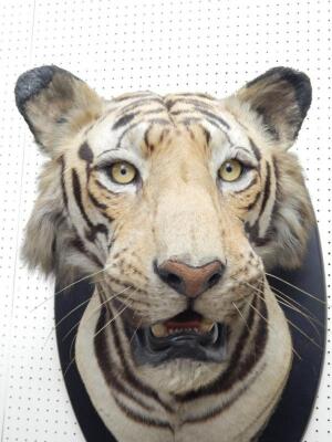 A taxidermied tigers head by Van Ingen and Van Ingen of Mysore - 2