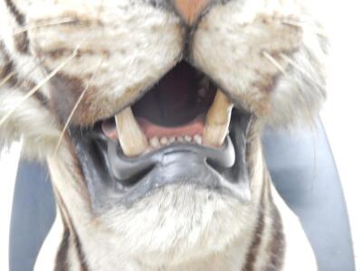 A taxidermied tigers head by Van Ingen and Van Ingen of Mysore - 3