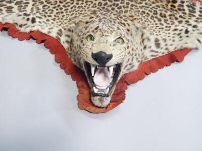 A taxidermied leopard skin rug - 2