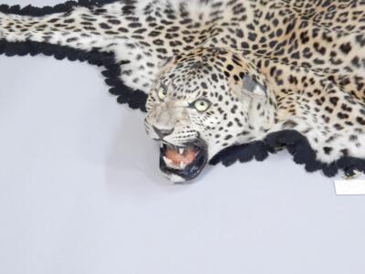 A taxidermied leopard skin rug - 2