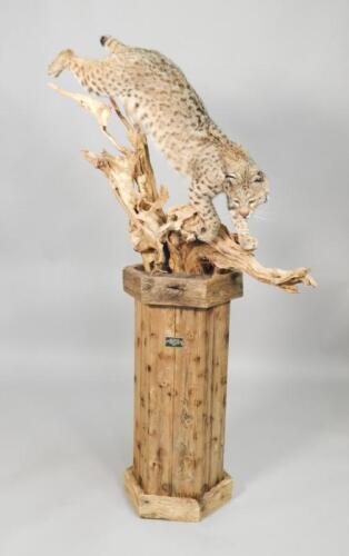 A taxidermied American bobcat