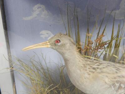 A taxidermied bird - 2