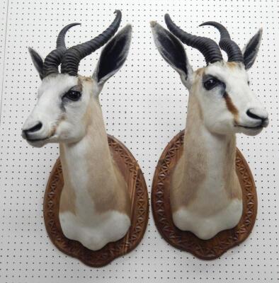 A pair of taxidermied springbok