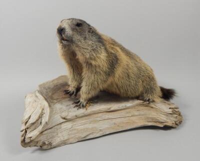 A taxidermied prairie dog